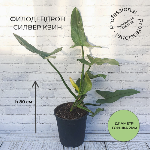 Филодендрон Силвер Сворд в горшке диаметром 21см