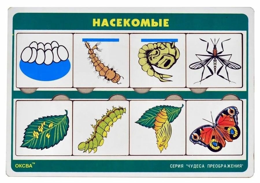 Развивающая игра "Насекомые" серия "Чудеса преображения"
