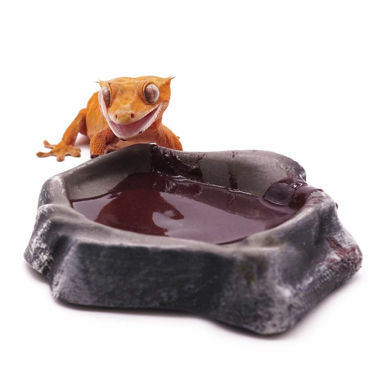 Корм для рептилий Kate’s Geckos Lab Blueberry gecko diet 100 грамм пищевая добавка фруктовая , полнорационная смесь для бананоедов и других гекконов