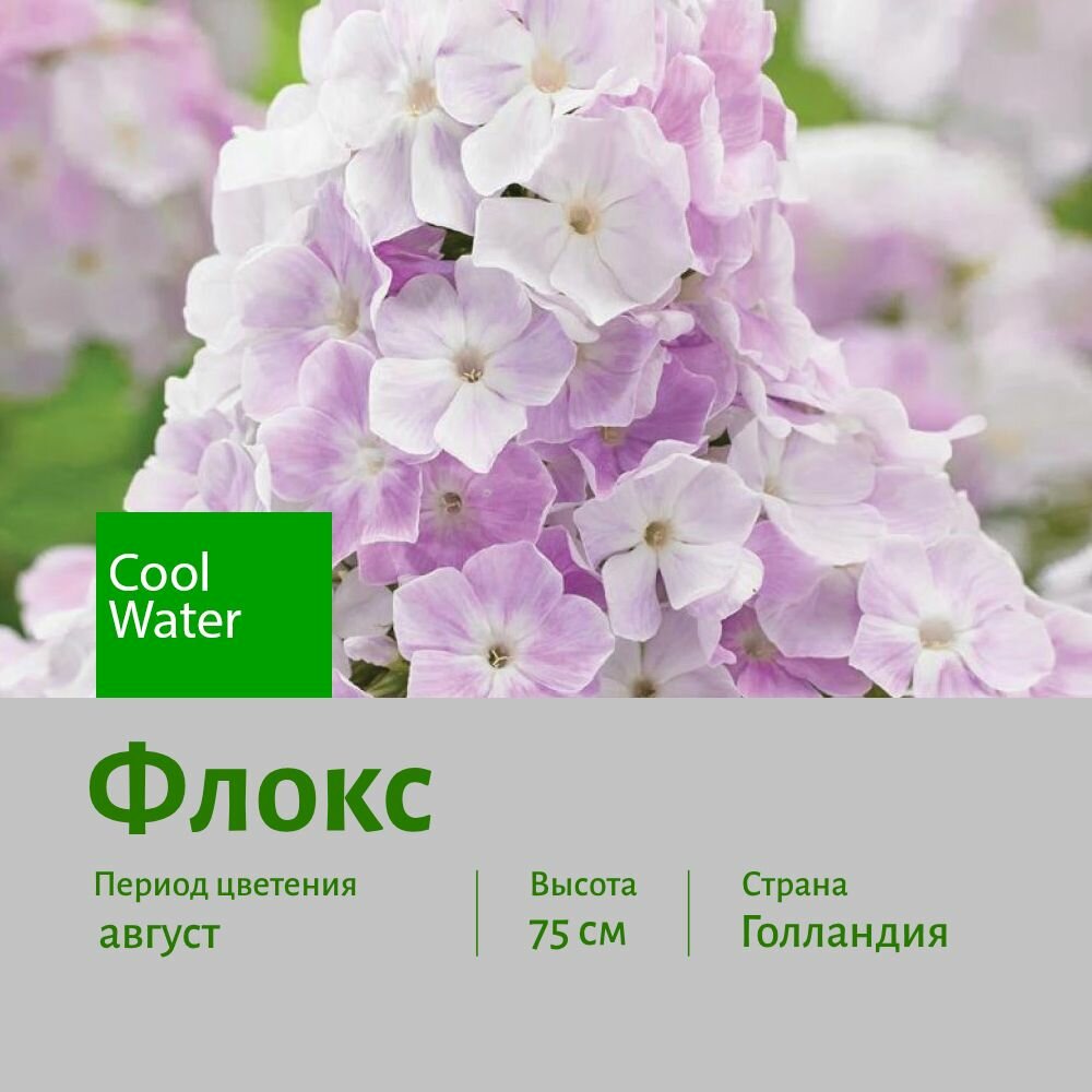 Флокс Кул Вотер (Cool Water) саженец корень для посадки 1 шт сотка