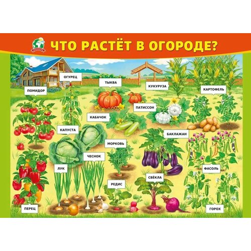 Плакат "Что растёт в огороде", изд: Горчаков 460326294100370968