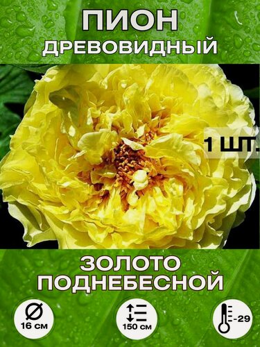 Изображение товара Пион Золото поднебесной, корневище