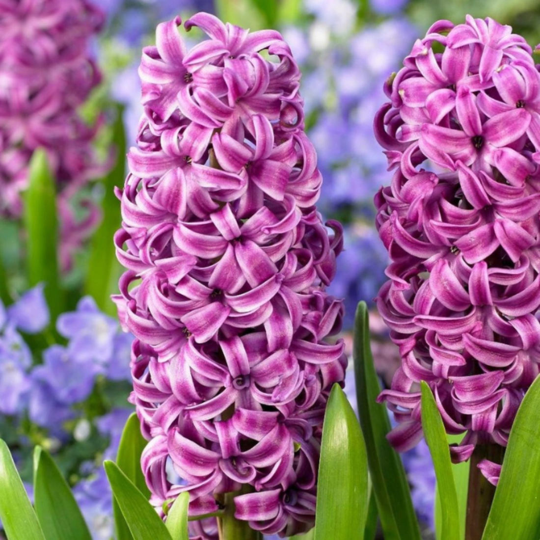 Луковицы цветов, bulbs servise, Гиацинт Пепл Сенсейшн ( 2 штуки )