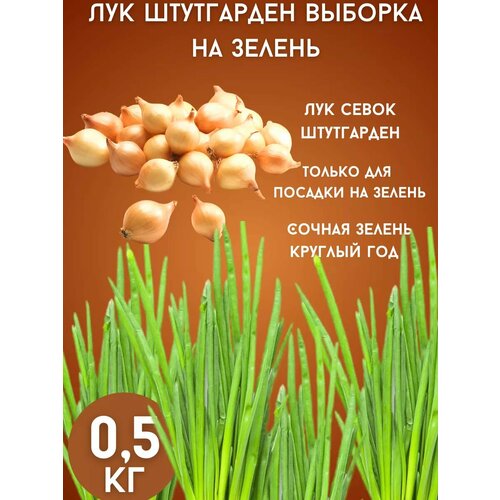 Лук Штутгарден на зелень 05кг 250₽