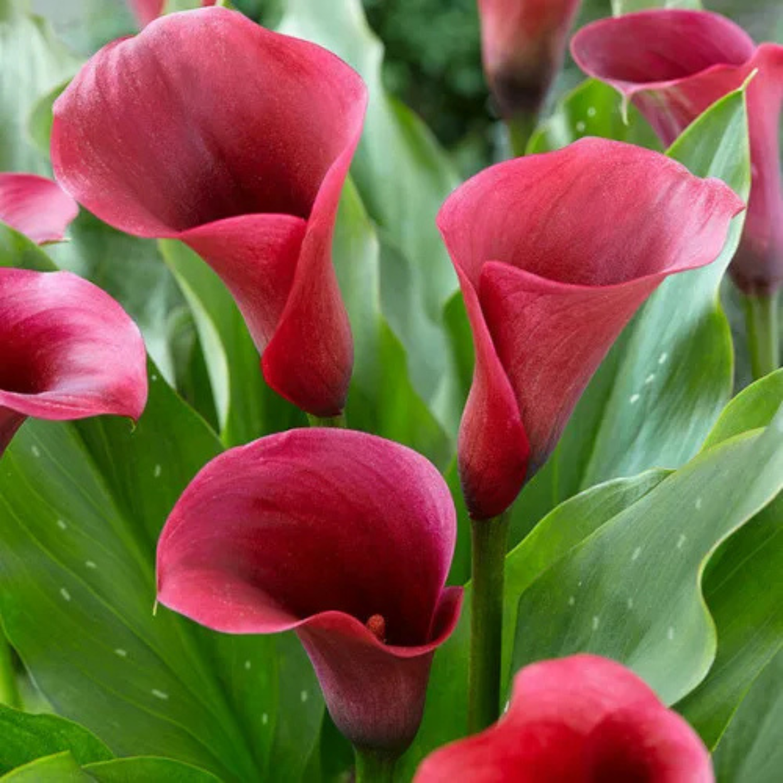 Клубни цветов, botanica garden , Калла Роял Валентин ( 1 клубень )