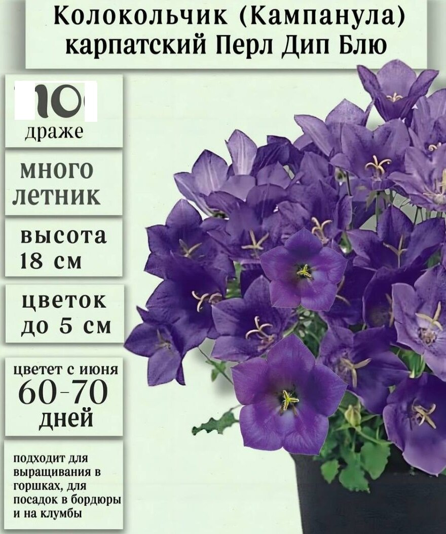 Колокольчик карпатский Перл Дип Блу (Campanula carpatica Pearl Deep Blue) 10 драже