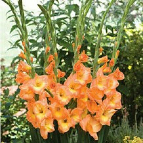 Луковица Гладиолус крупноцветковый Пич Мельба оранжевый