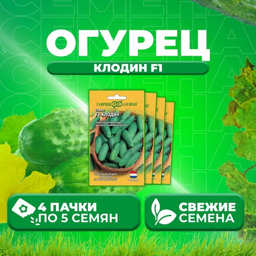 Огурец Клодин F1, 5шт, Гавриш, Ведущие мировые производители, Seminis (4 уп)