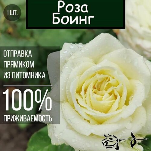Саженец розы Боинг / Чайно гибридная роза саженец розы филателия чайно гибридная роза
