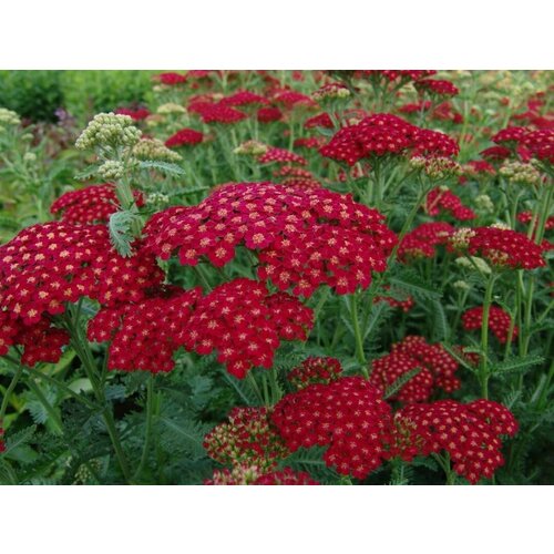 Тысячелистник обыкновенный 'Red Velvet'