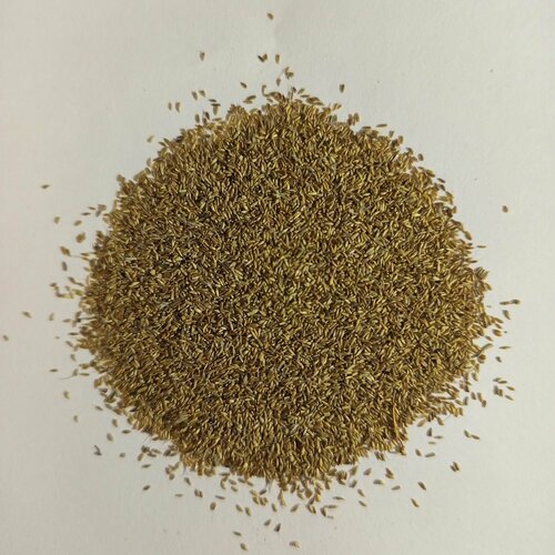 Семена золотарник канадский для посадки 1000 штук саженец золотарник канадский патио