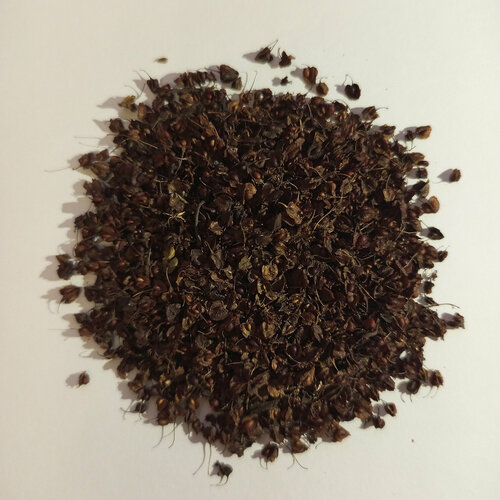 семена чёрный тмин чернушка посевная калинджи для посадки 1000 штук Семена щавель конский для посадки 1000 штук