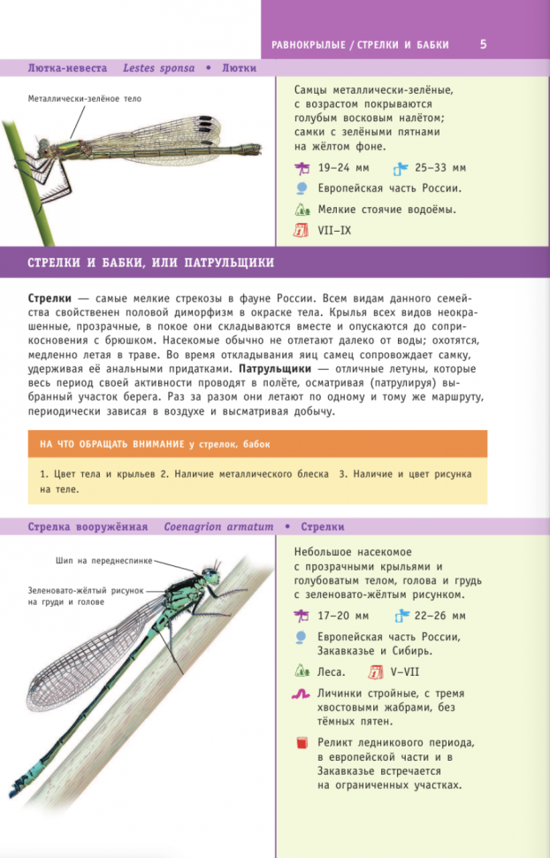Насекомые России (Полевод Владимир Анатольевич, Гомыранов Илья Алексеевич) - фото №4