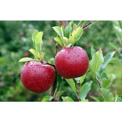 Яблоня Мелроуз яблоня гринсливз