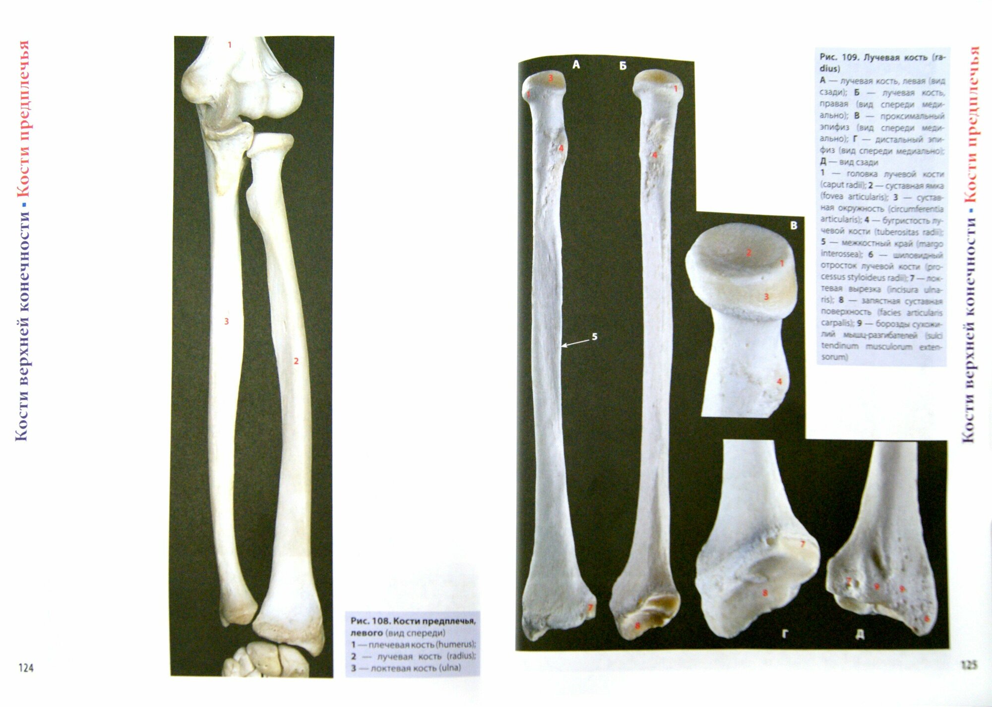 Фотографический атлас анатомии человека. Костная система - фото №2