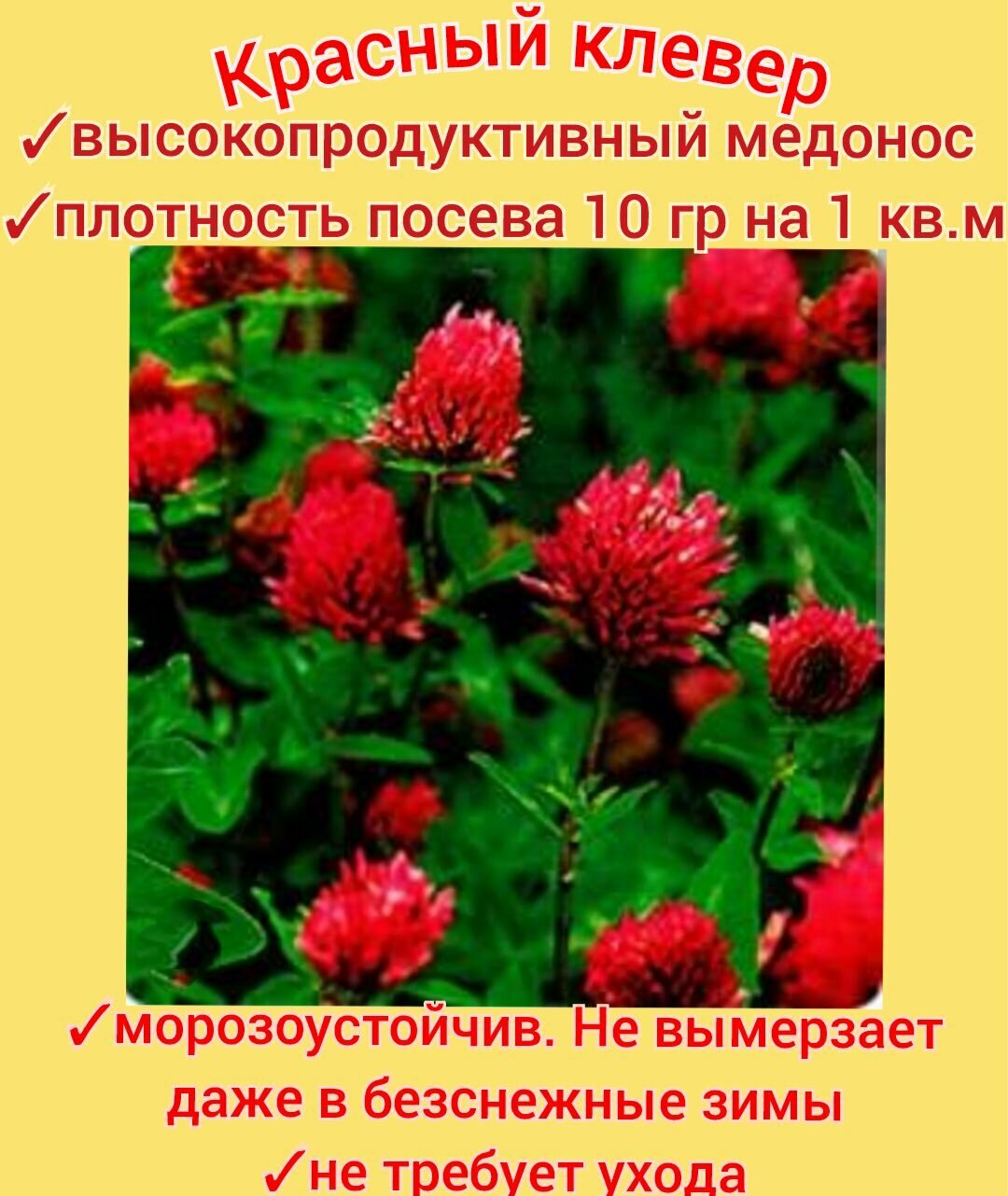 Клевер красный медоносный 200гр, семена отборные для сада/ пасеки/ мягкий газон