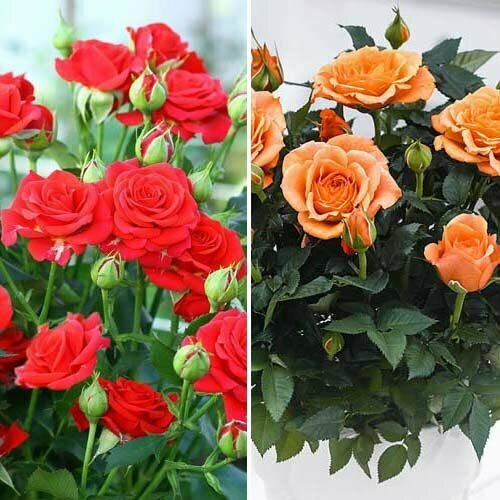 Комплект роз спрей Дуо из 2 сортовРед Микадо и Оранж Бейби саженцы роз 1399₽