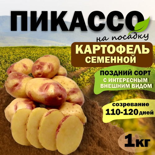 Картофель Пикассо - семенной клубень на посадку, Элита, 1кг