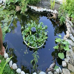 Водяной гиацинт крупный (эйхорния) для пруда (1 куст). Живое аквариумное и прудовое растение