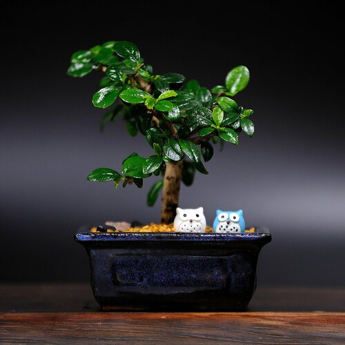 Бонсай Кармона цветущая (чайное дерево), 16см, 3 года