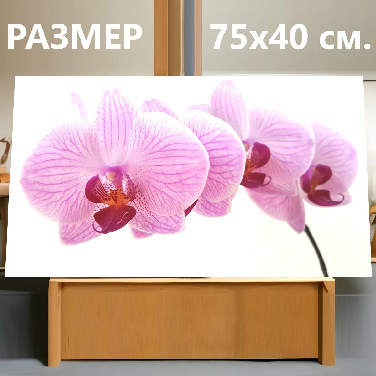 Картина на холсте "Орхидея, фаленопсис, цветок" на подрамнике 75х40 см. для интерьера