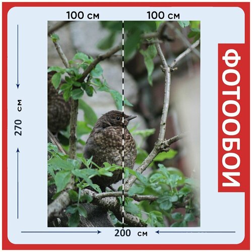 Фотообои Черный дрозд птица филиал 200x270 см флизелиновыена стену 2960₽