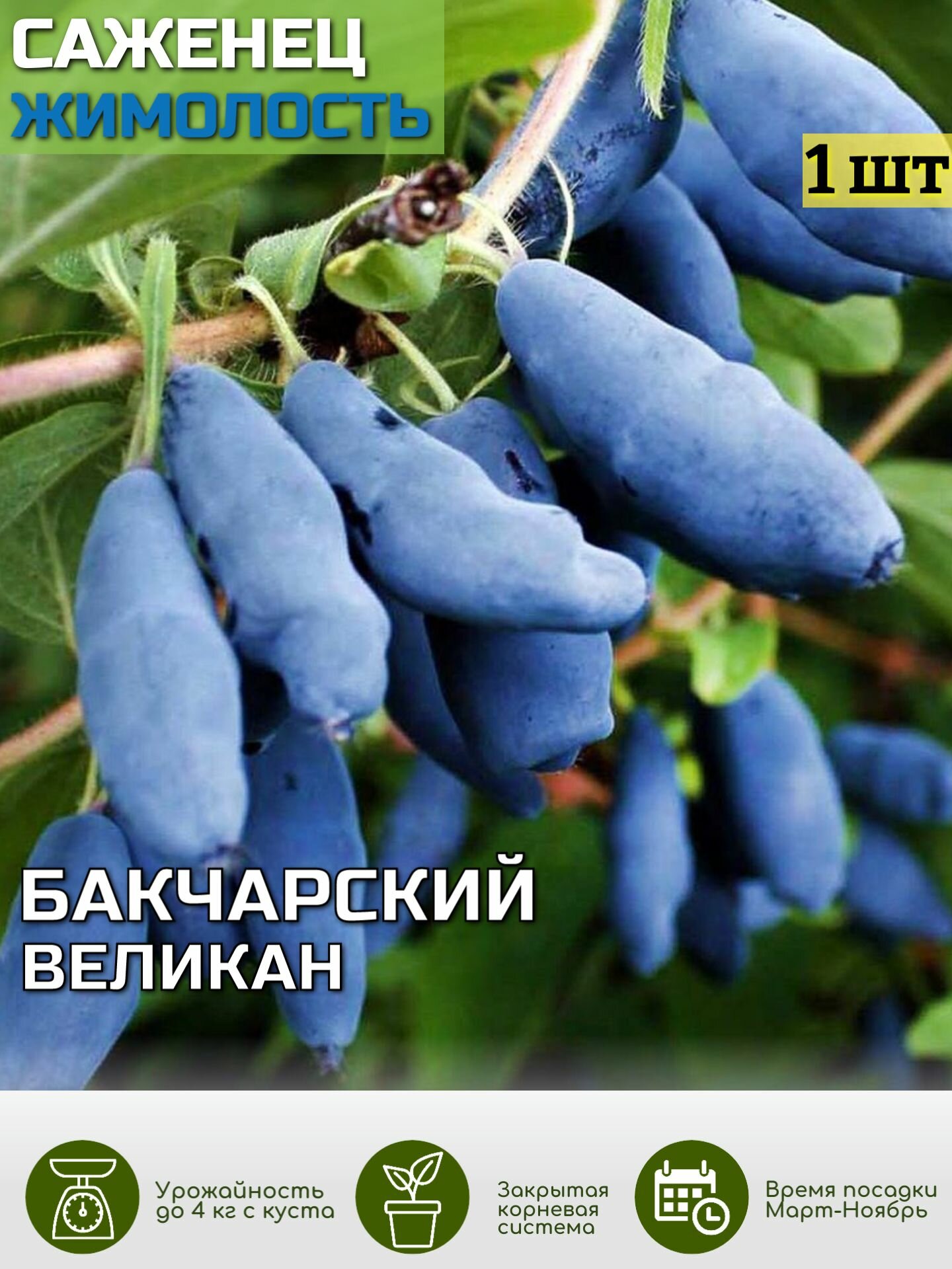 Жимолость Бакчарский...