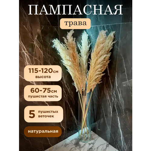 Сухоцветы для декора Пампасная трава высокая Кортадерия 115 - 120 см, букет из 5 ветвей