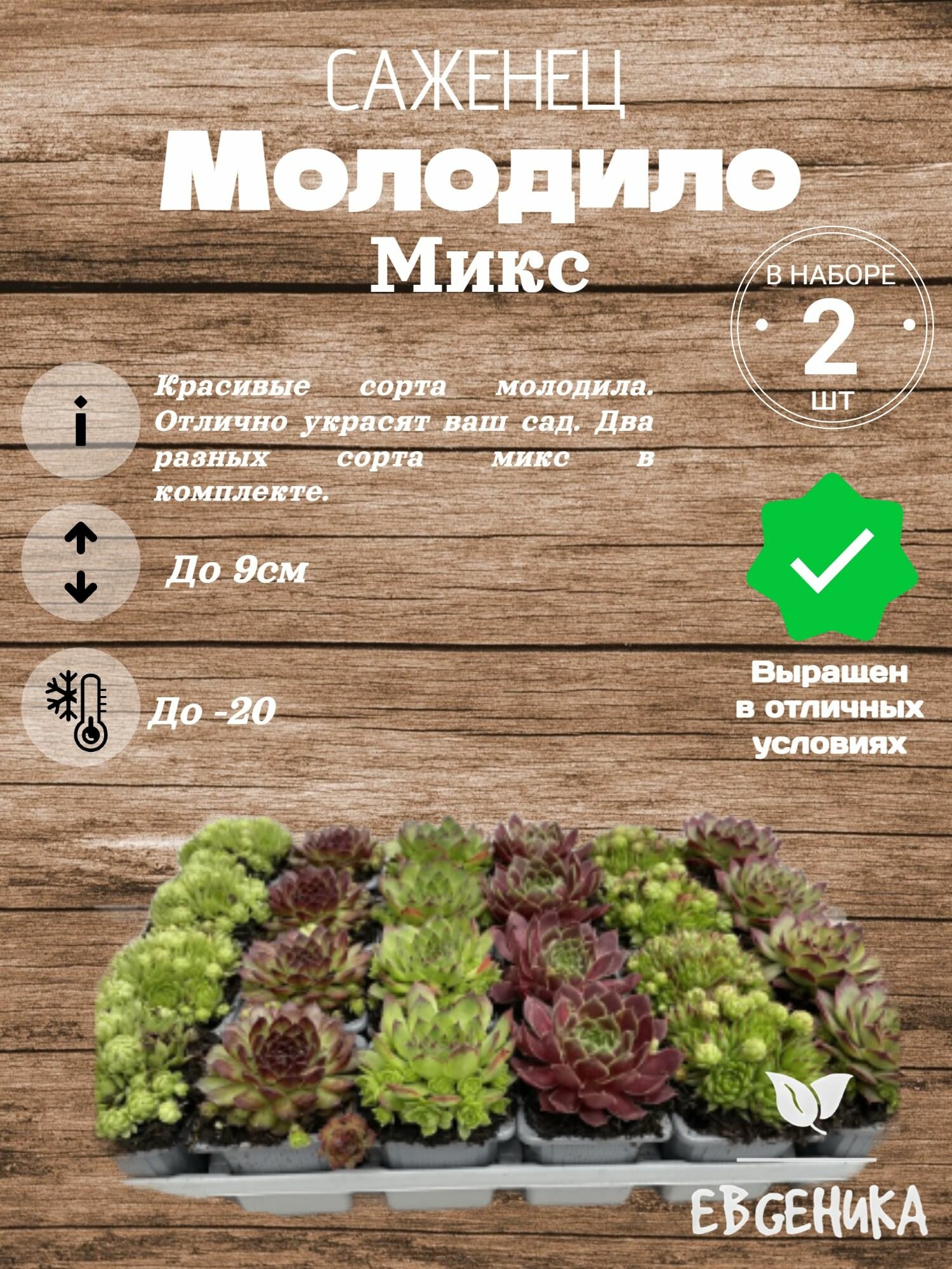 Молодило Микс(2 в наборе)
