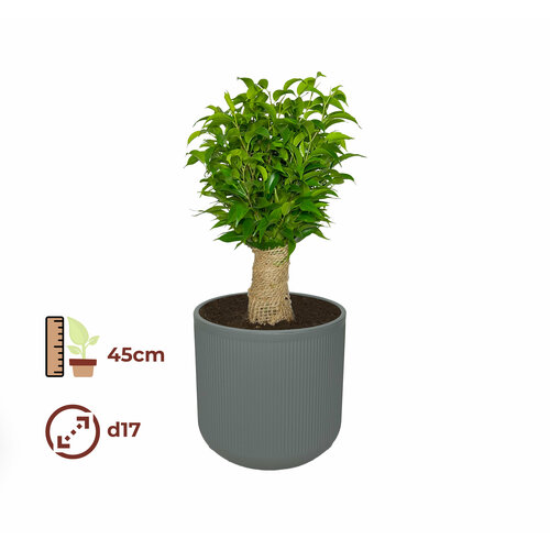 Фикус Бенджамина Наташа 17/45, цвет кашпо серый