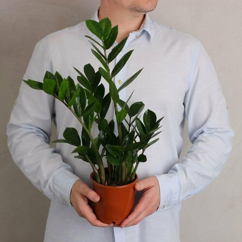Замиокулькас комнатное растение живое в горшке техническом, цветы домашние, 45-50см
