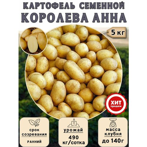 Клубни картофеля на посадку, Королева Анна, (суперэлита), 5 кг Ранний