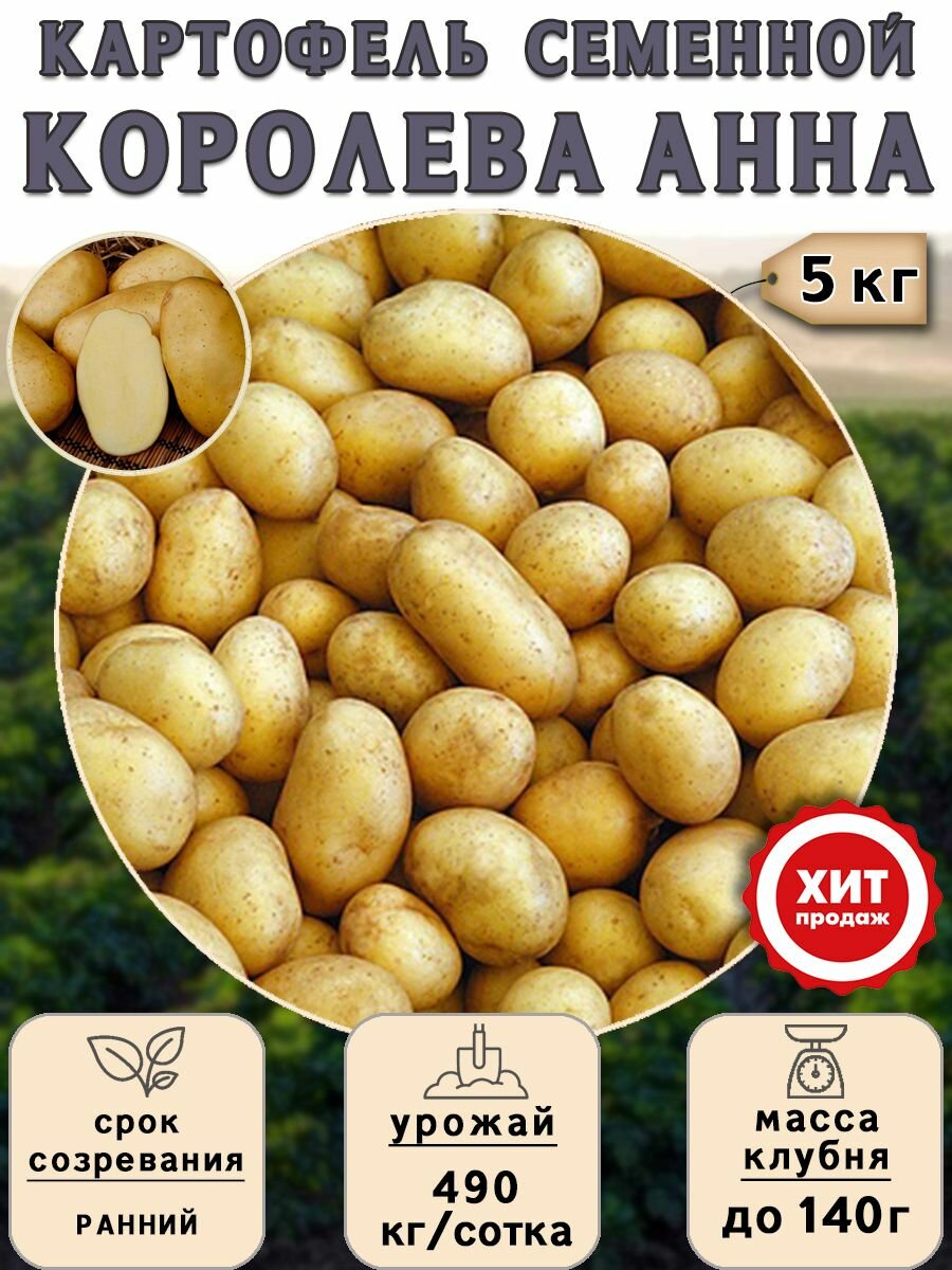 Клубни картофеля на посадку, Королева Анна, (суперэлита), 5 кг Ранний