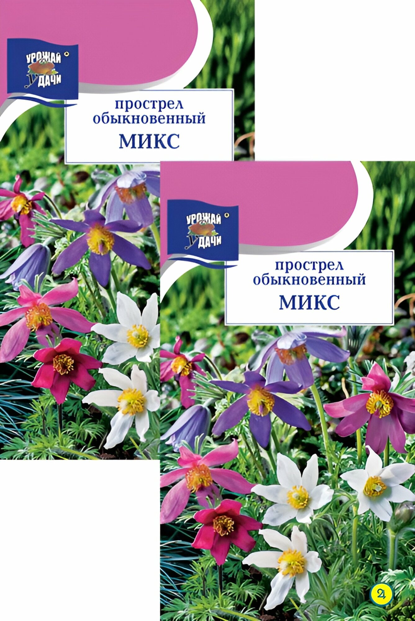 Семена Прострел обыкновенный Микс (0,03 г), 2 пакета, Урожай Удачи