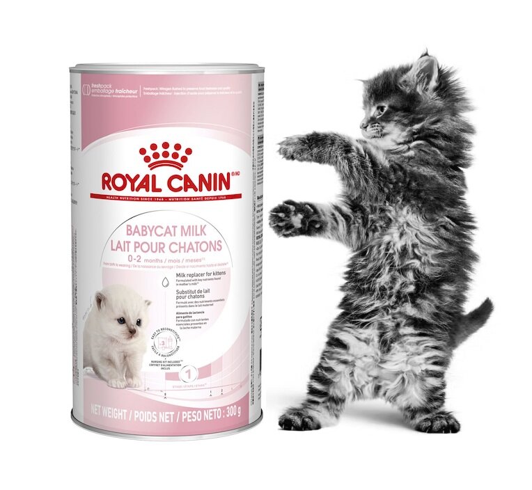 Заменитель молока Royal Canin Babycat Milk для котят, 300 г
