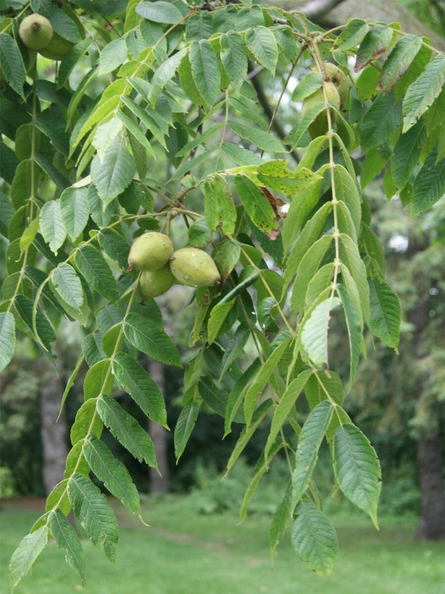 Семена Орех серый (Juglans cinerea), 5 штук