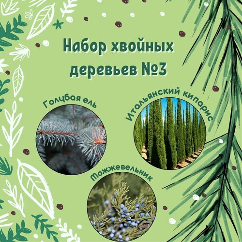 Набор семян хвойных деревьев №3 / Голубая ель, Итальянский кипарис, Можжевельник набор семян туй даника голден брабант и ауреа нана подарок голубая ель хупси