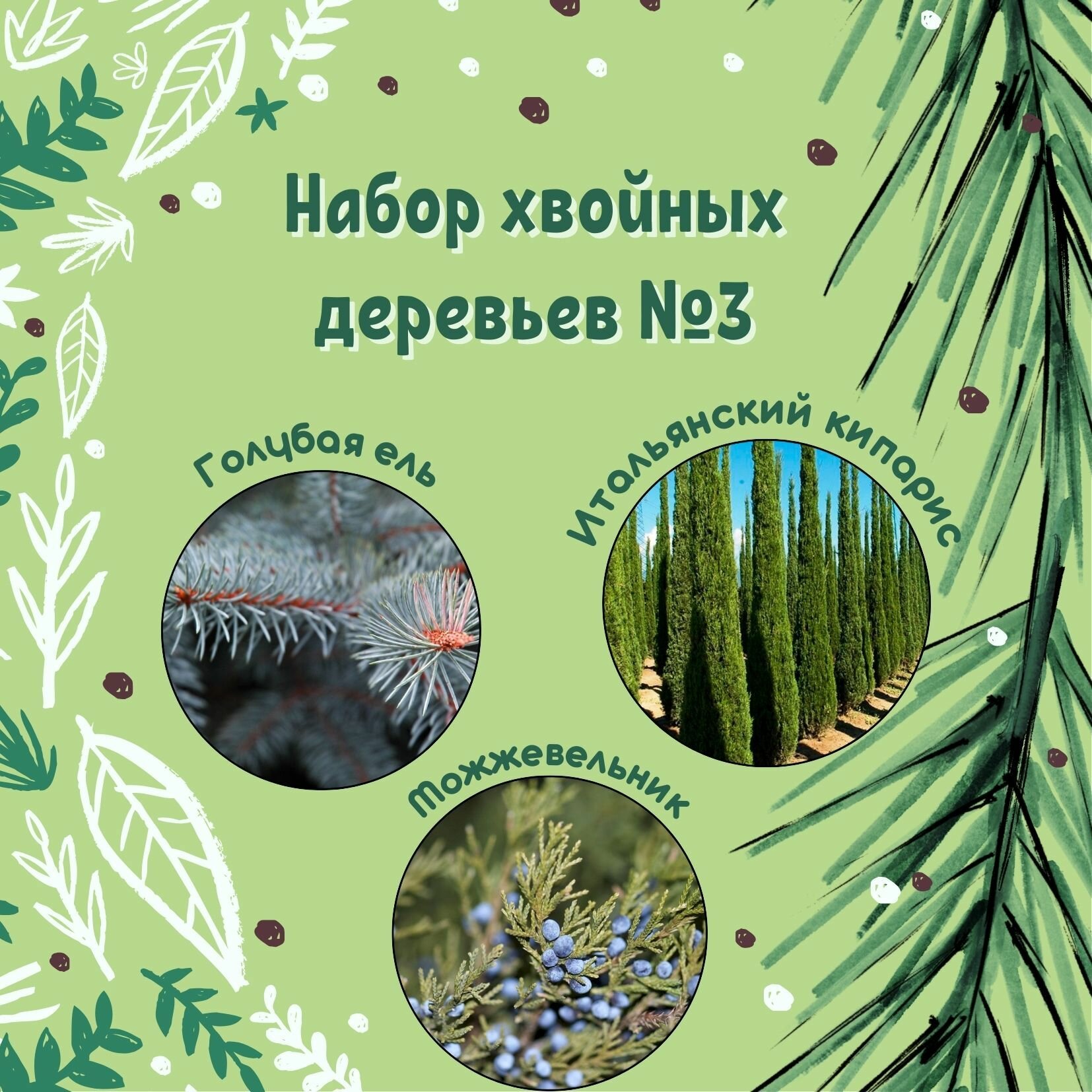 Набор семян хвойных деревьев №3 / Голубая ель, Итальянский кипарис, Можжевельник