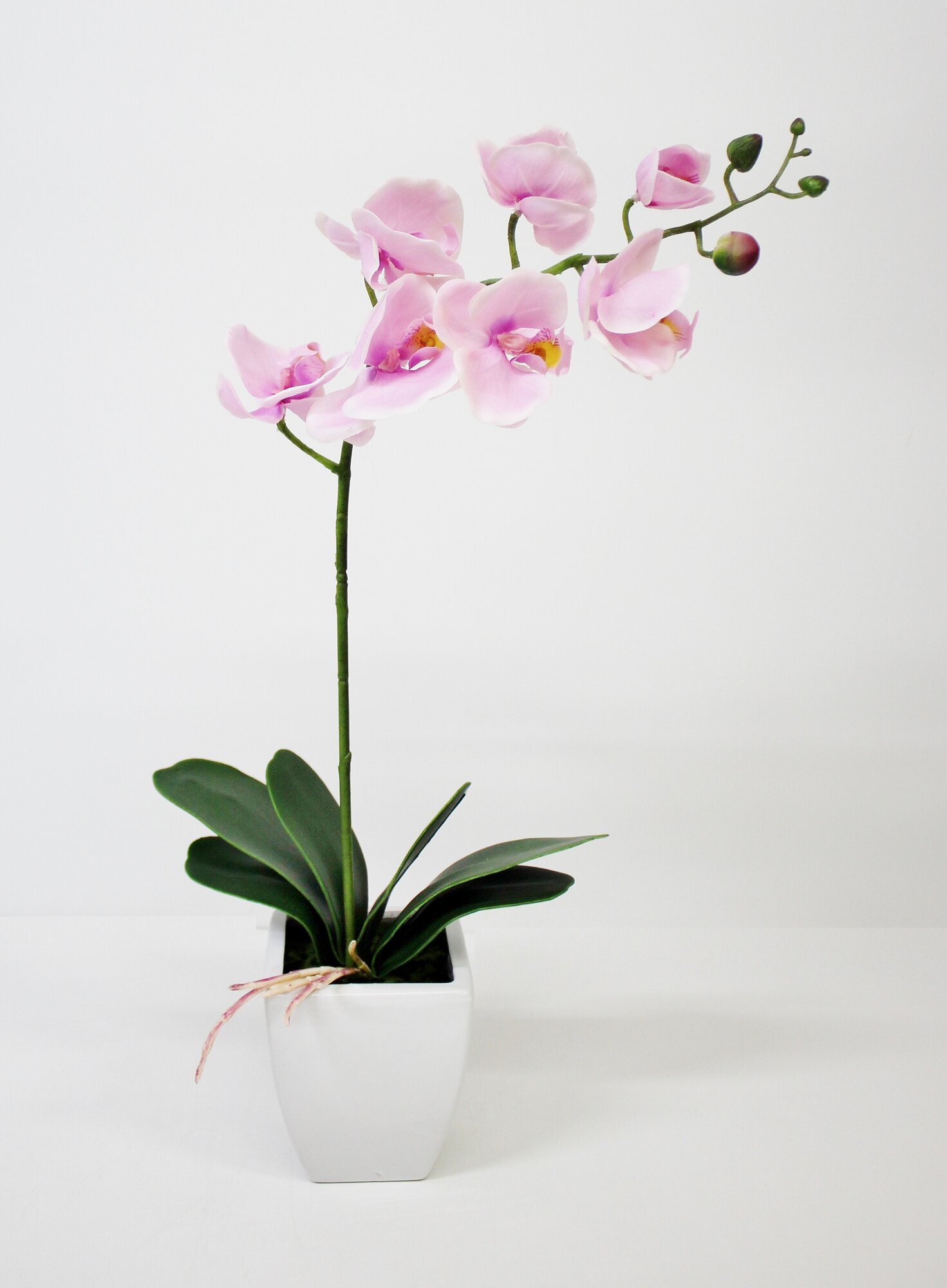 Орхидея Фаленопсис в кашпо 60 см.