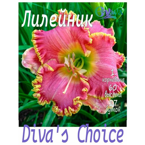 Лилейник, корневище, Дивас Чойз, 1шт