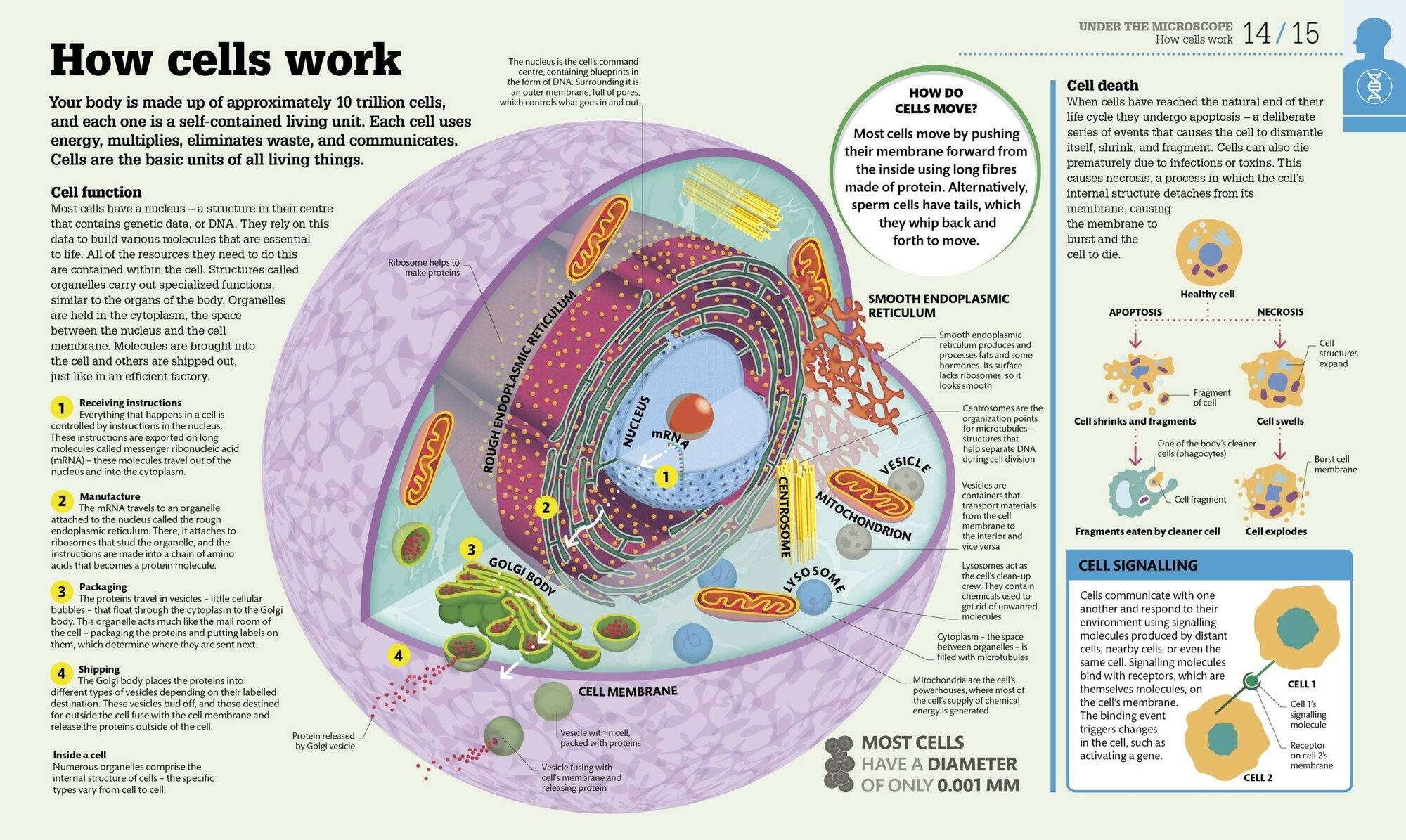 How the Body Works (Dorling Kindersley) - фото №5