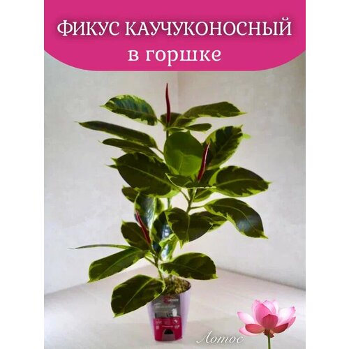 Фикус Каучуконосный от бренда Лотос 1500₽
