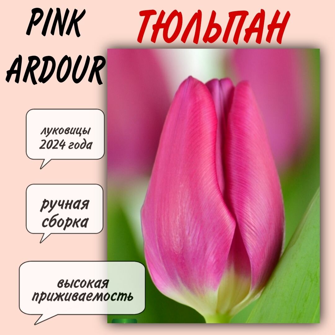 Луковицы тюльпана сорт "Pink Ardour" 5 шт