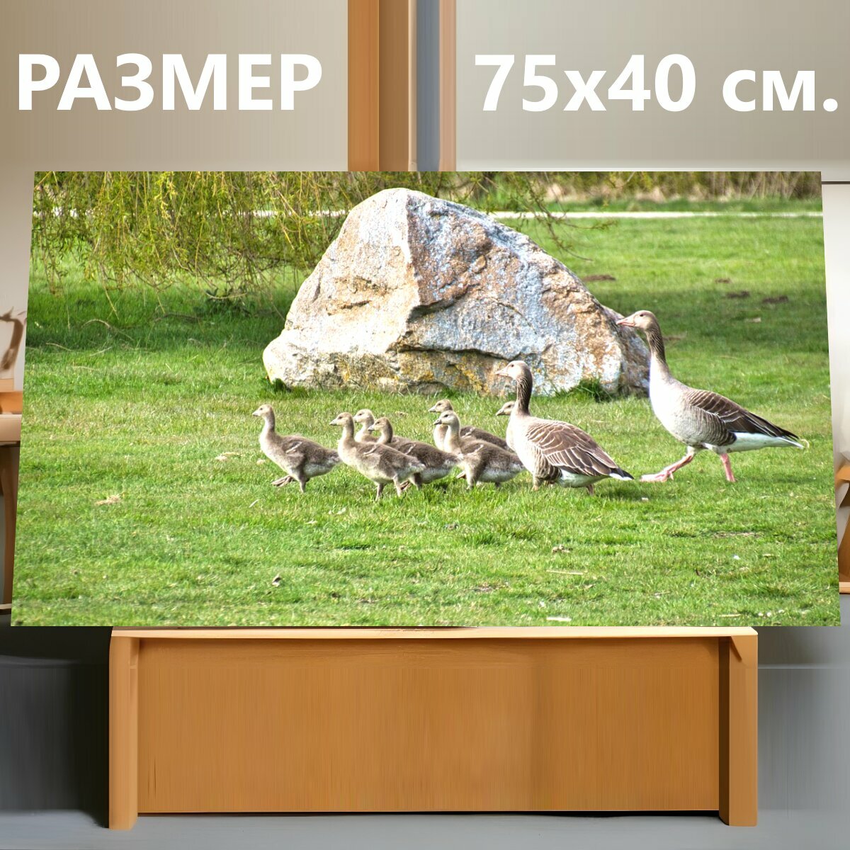 Картина на холсте "Гуси, семья гусей, семейство животных" на подрамнике 75х40 см. для интерьера