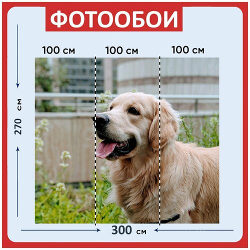 Фотообои Собака золотистый ретривер животное 300x270 см флизелиновыена стену 3970₽