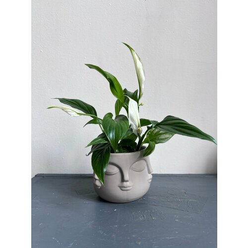 Спатифиллум в кашпо Дзен 2600₽