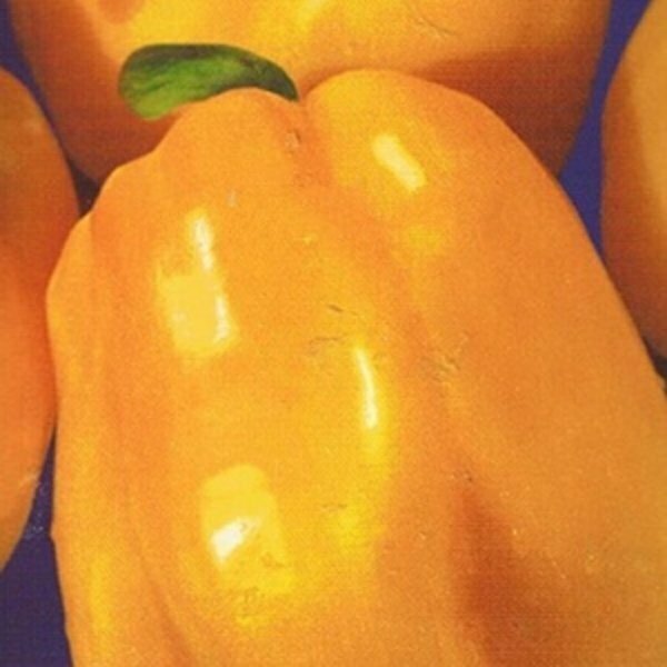 Перец сладкий Золотой телец