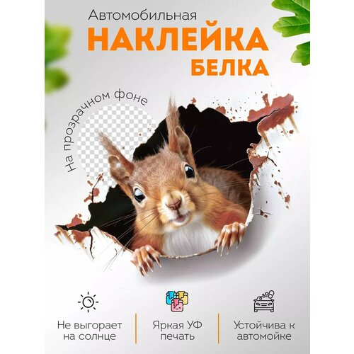 Наклейка автомобильная Белка выглядывает на прозрачном фоне