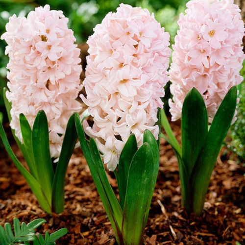 Луковицы цветов, сhipollino flowers, гиацинт APRICOT PASSION (4 луковицы)