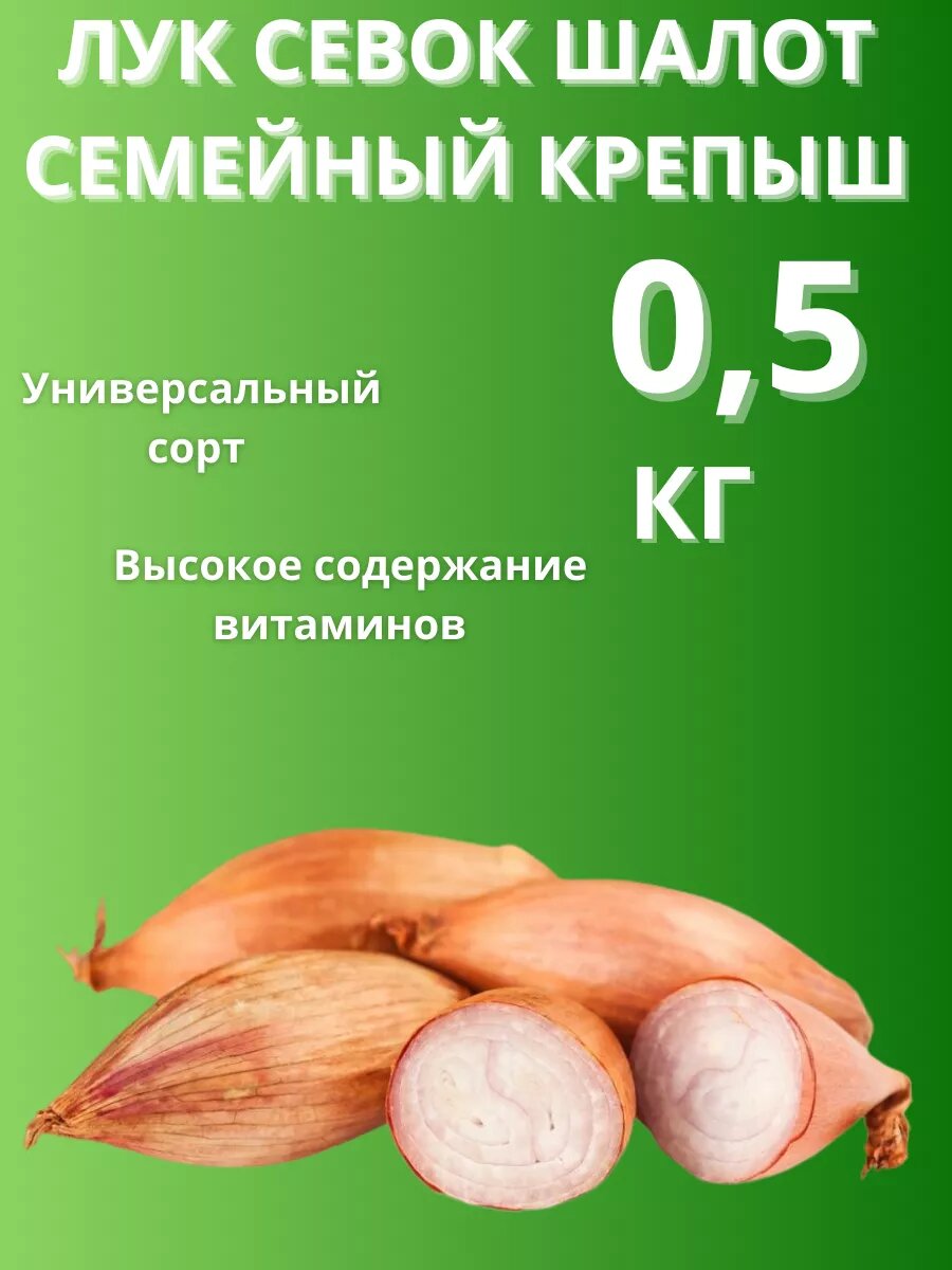 Лук севок  Шалот  семейный Крепыш